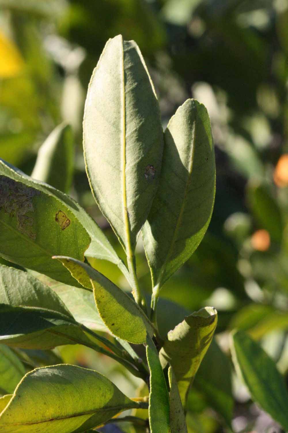              Sun leaves (Riverside, CA)       